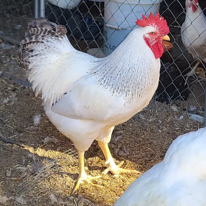 American Bantam Association