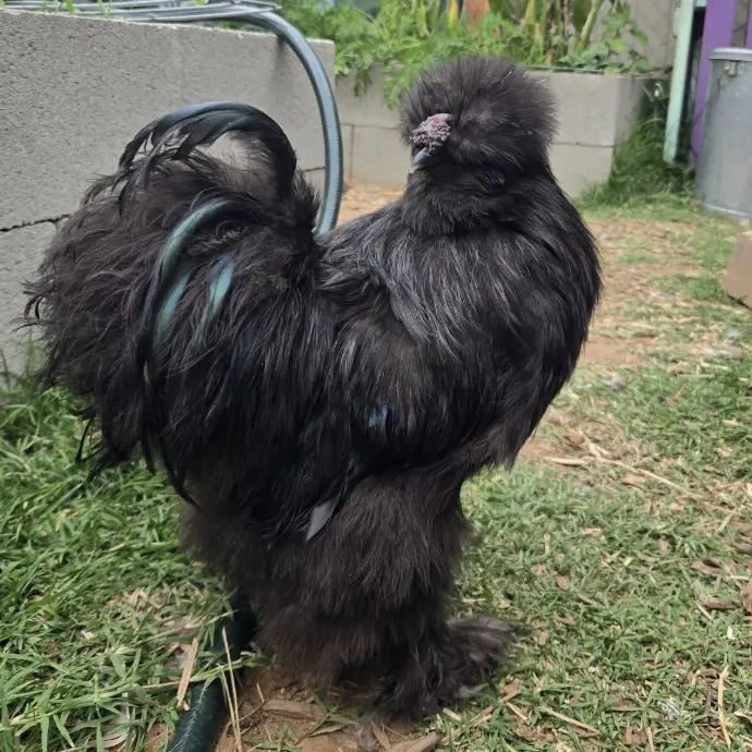 Mojo, 2nd generation Kid