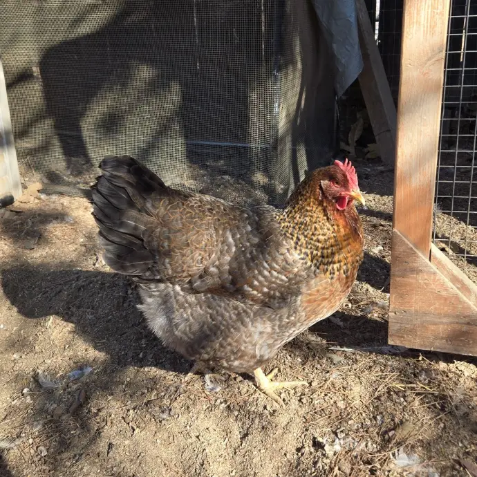The Livestock Conservancy