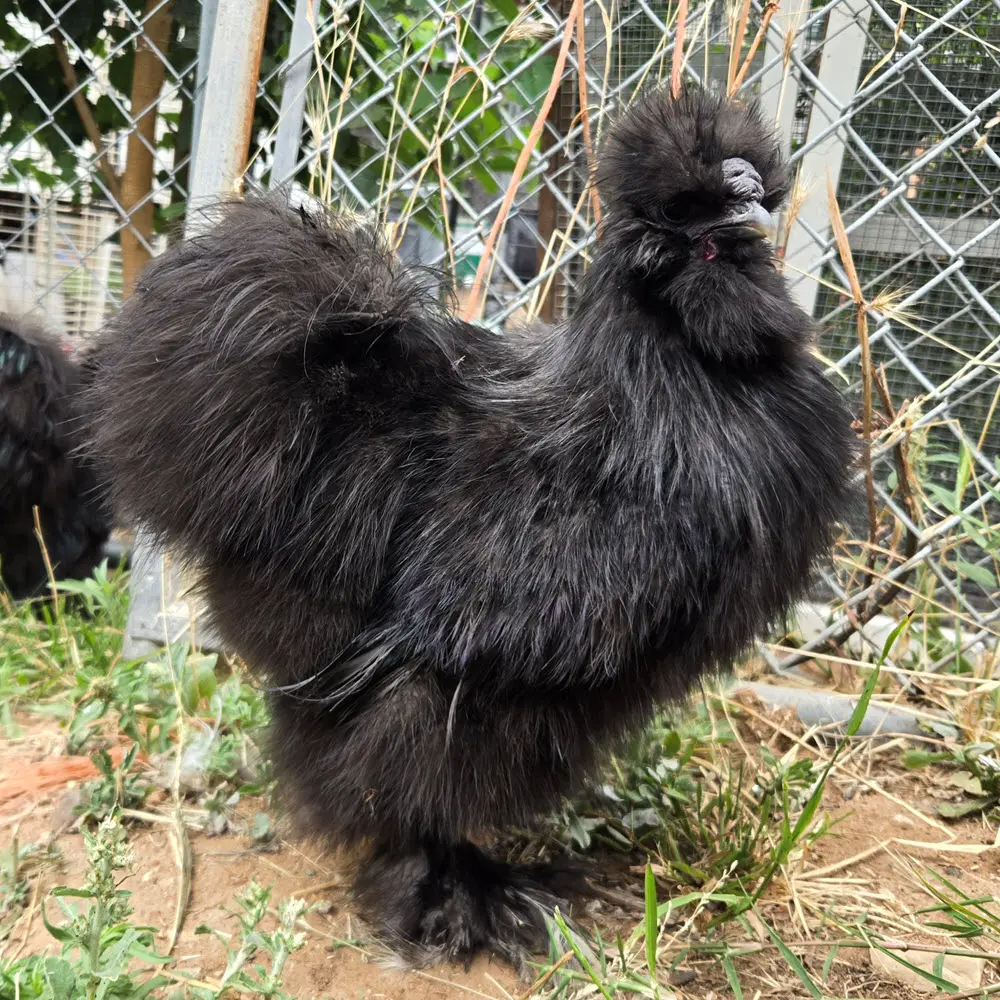 Silkie Adults (female, Black Exhibition)