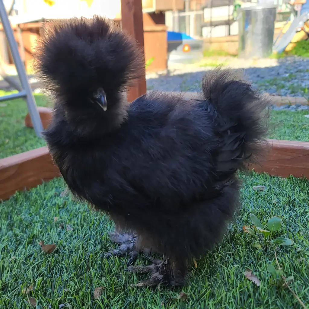 Silkie Juvenile (female, Black Exhibition)