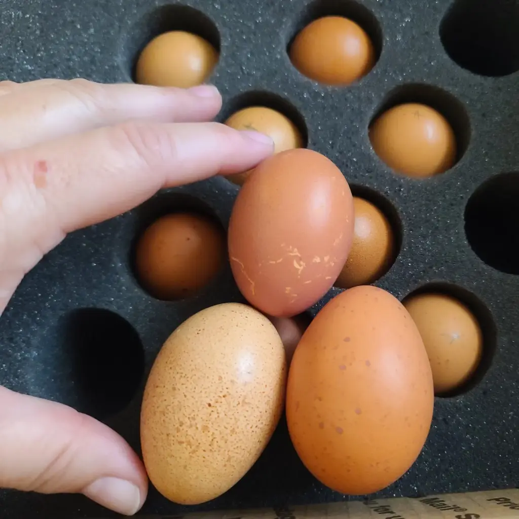 Heritage Large Fowl Hatching Eggs