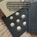 Silkie Hatching Eggs