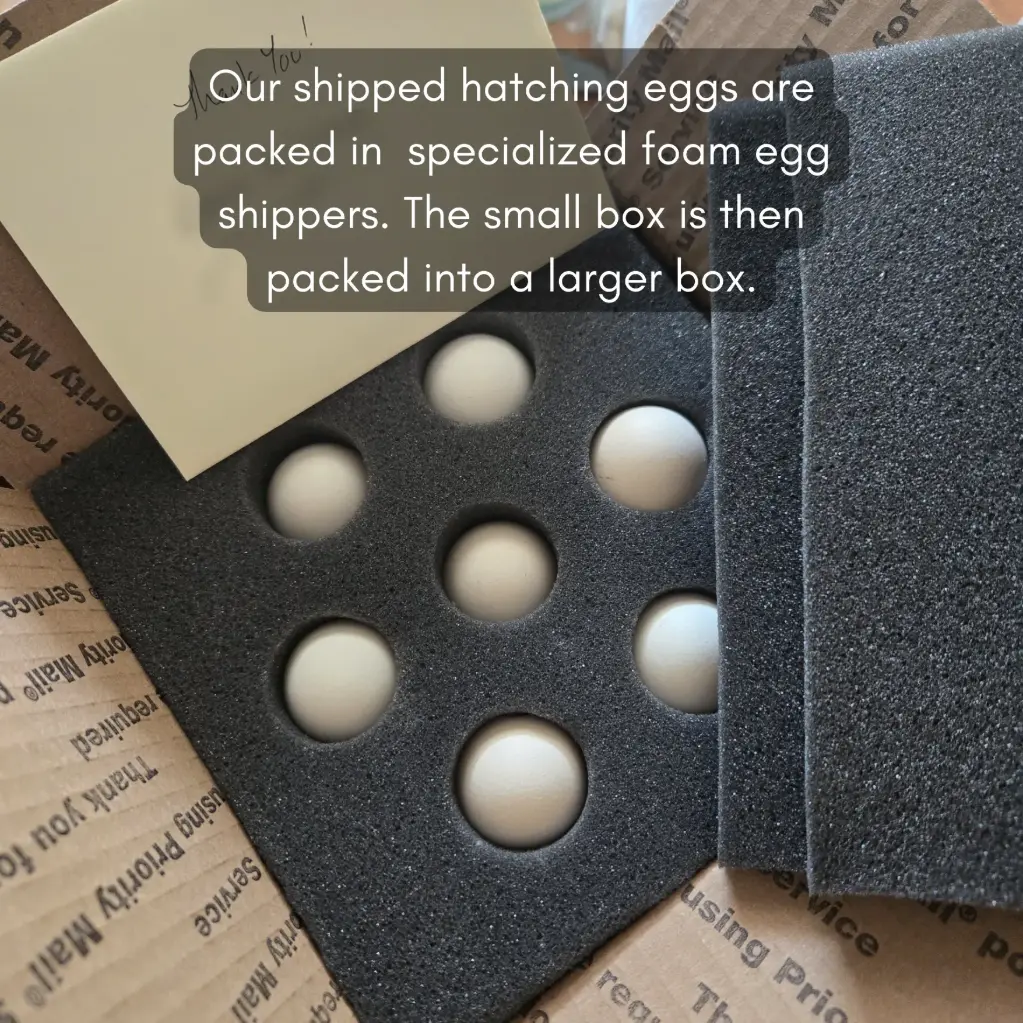 Silkie Hatching Eggs