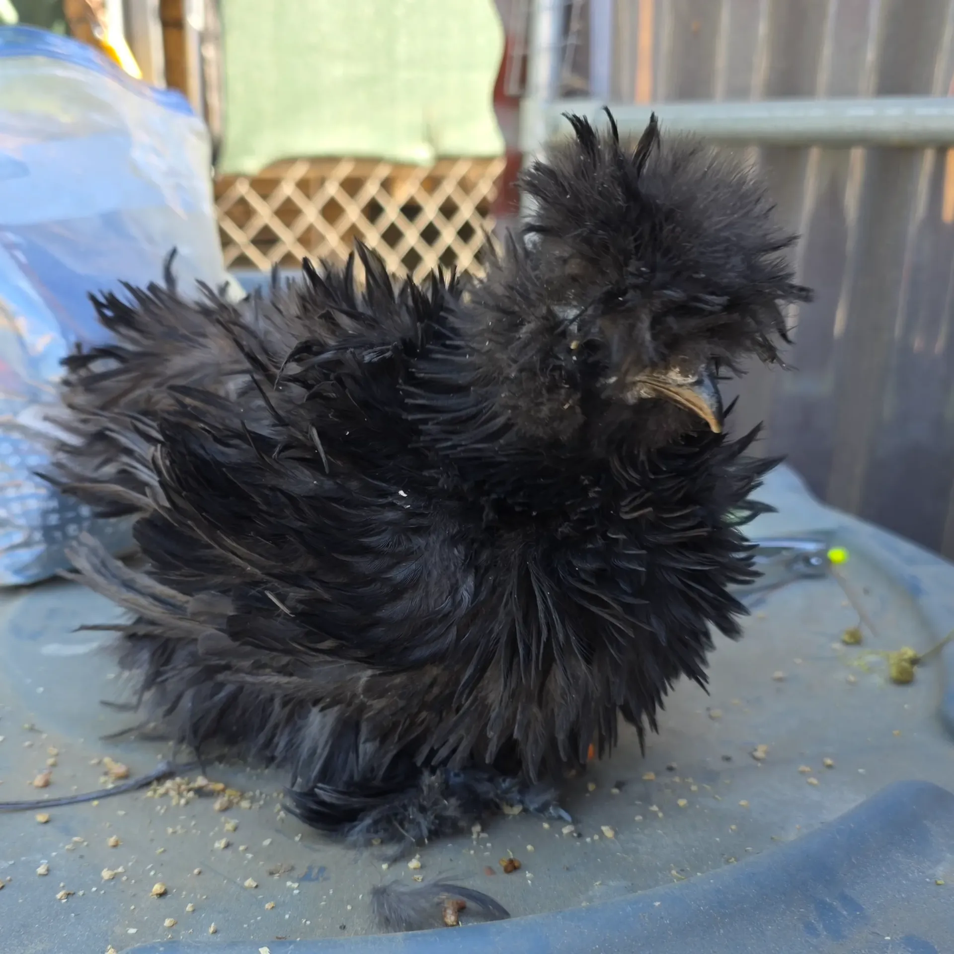 Black Variety (10wk - sexed)