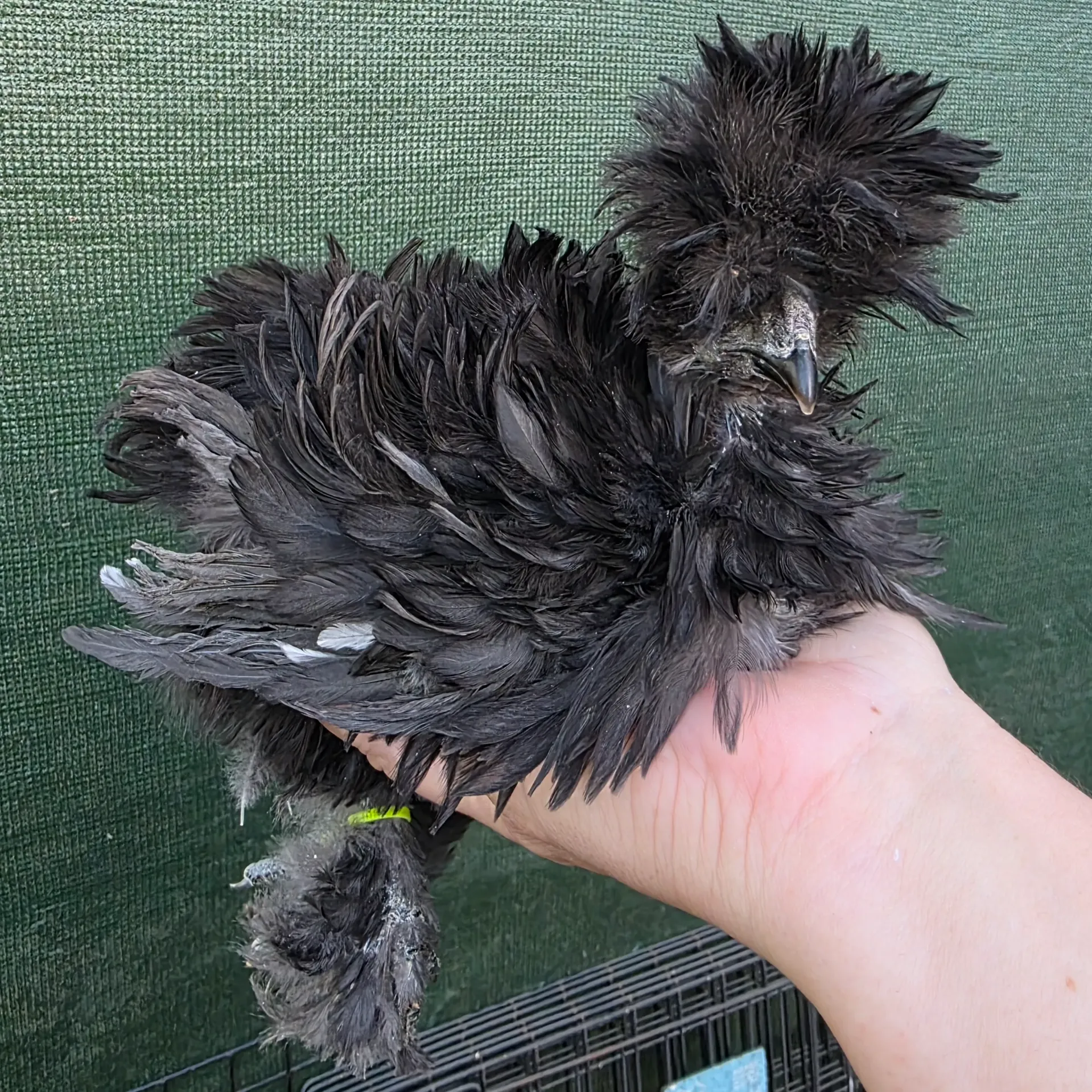 Black Variety Pen - Spring 2026