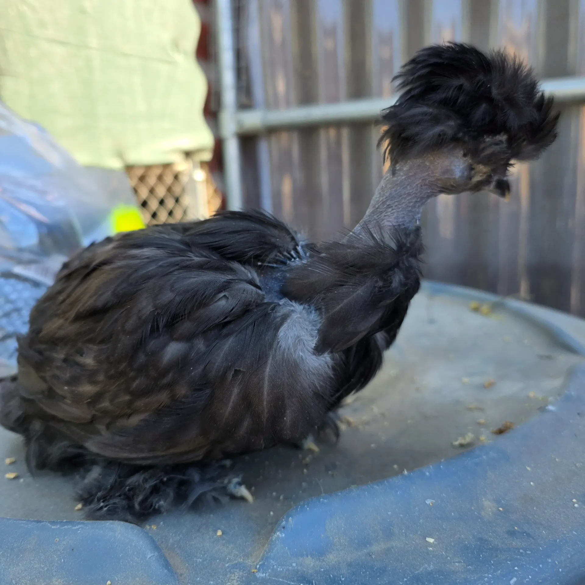 Black Variety Pen - Spring 2026