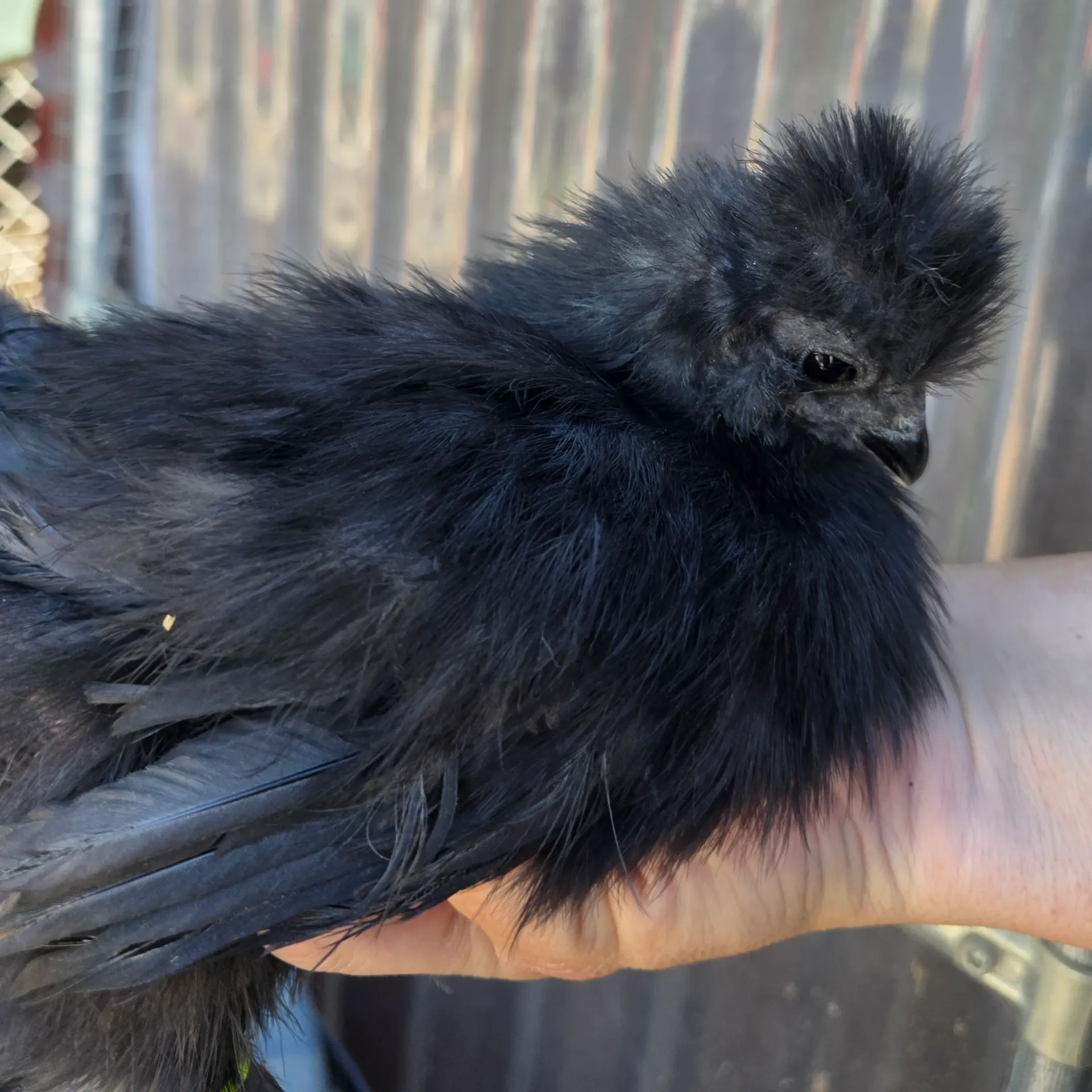 Black Variety Pen - Spring 2026