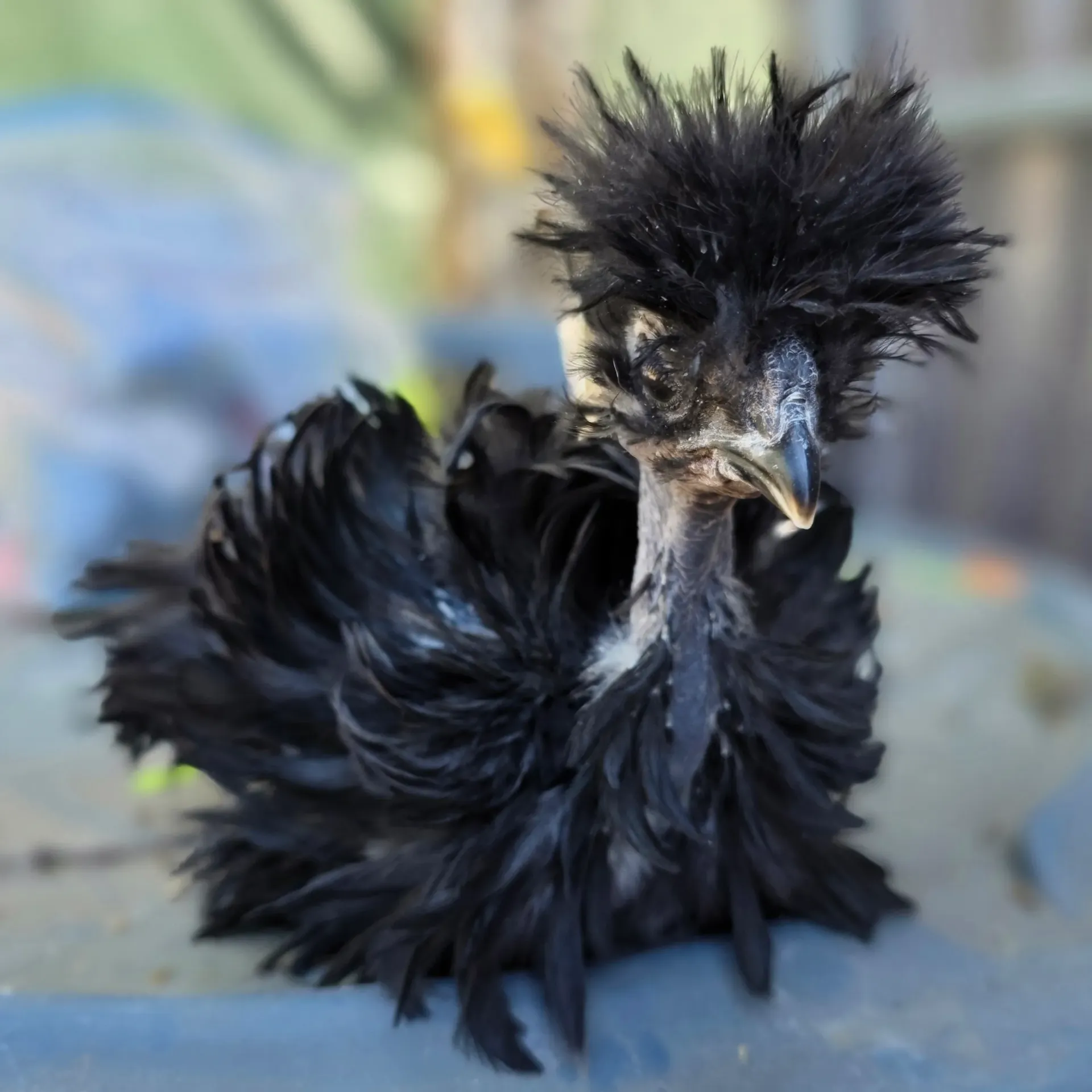 Black Variety Pen - Spring 2026