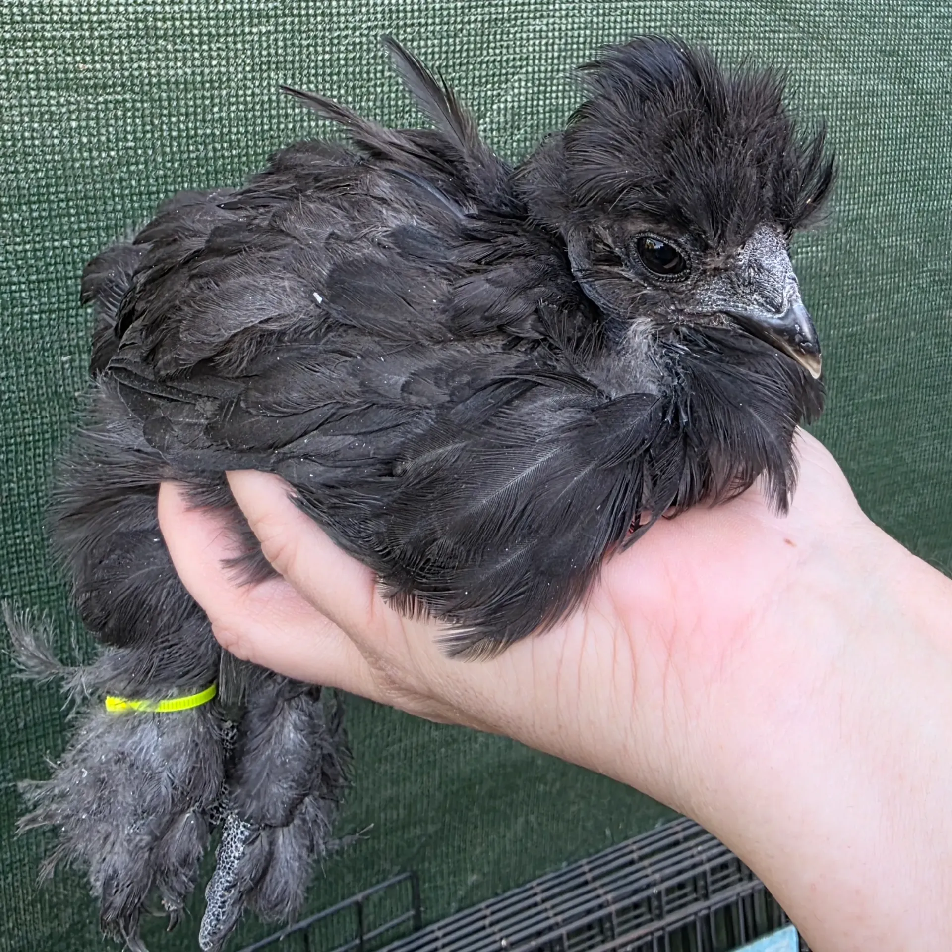 Black Variety Pen - Spring 2026