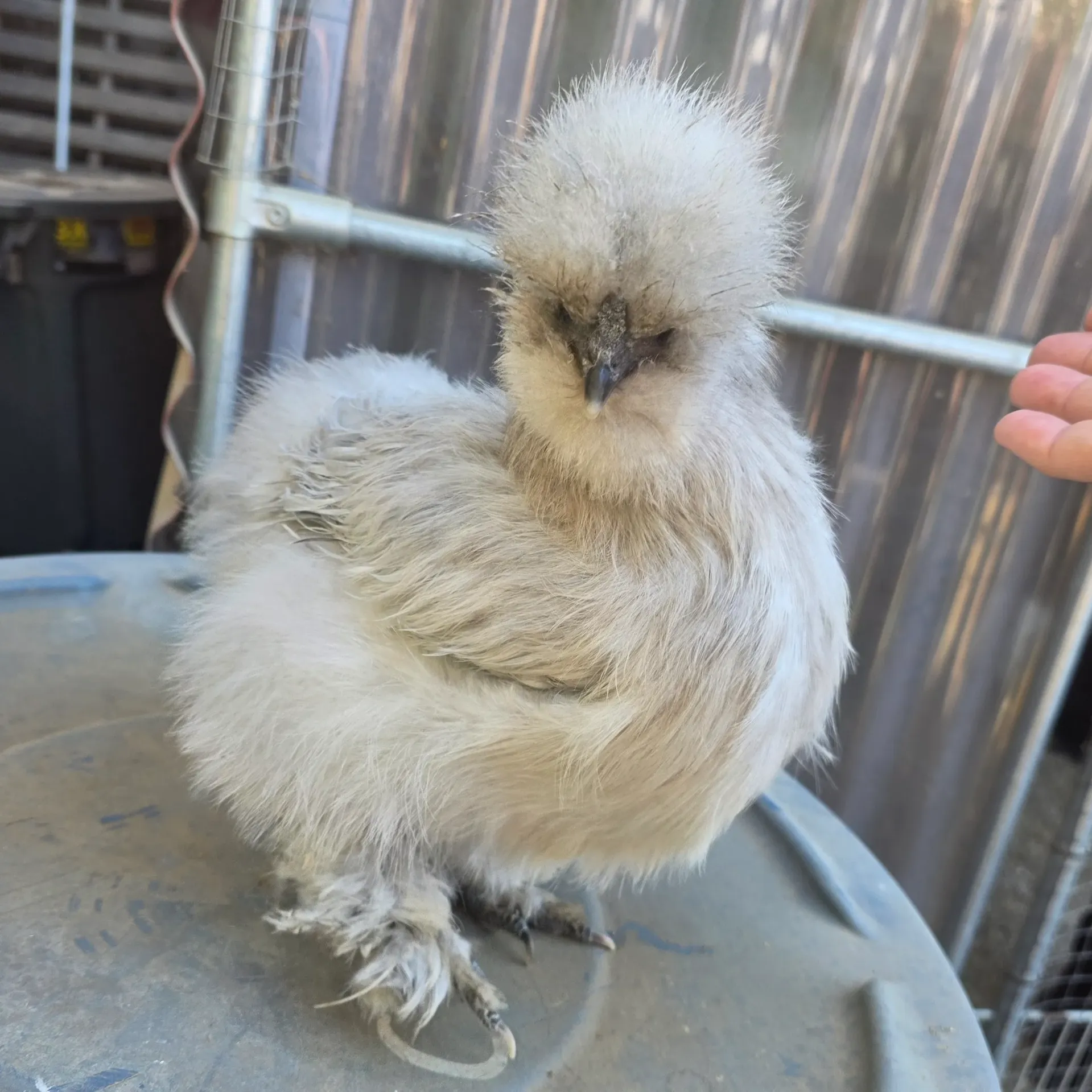 Self Blue Pullets (7 mo)