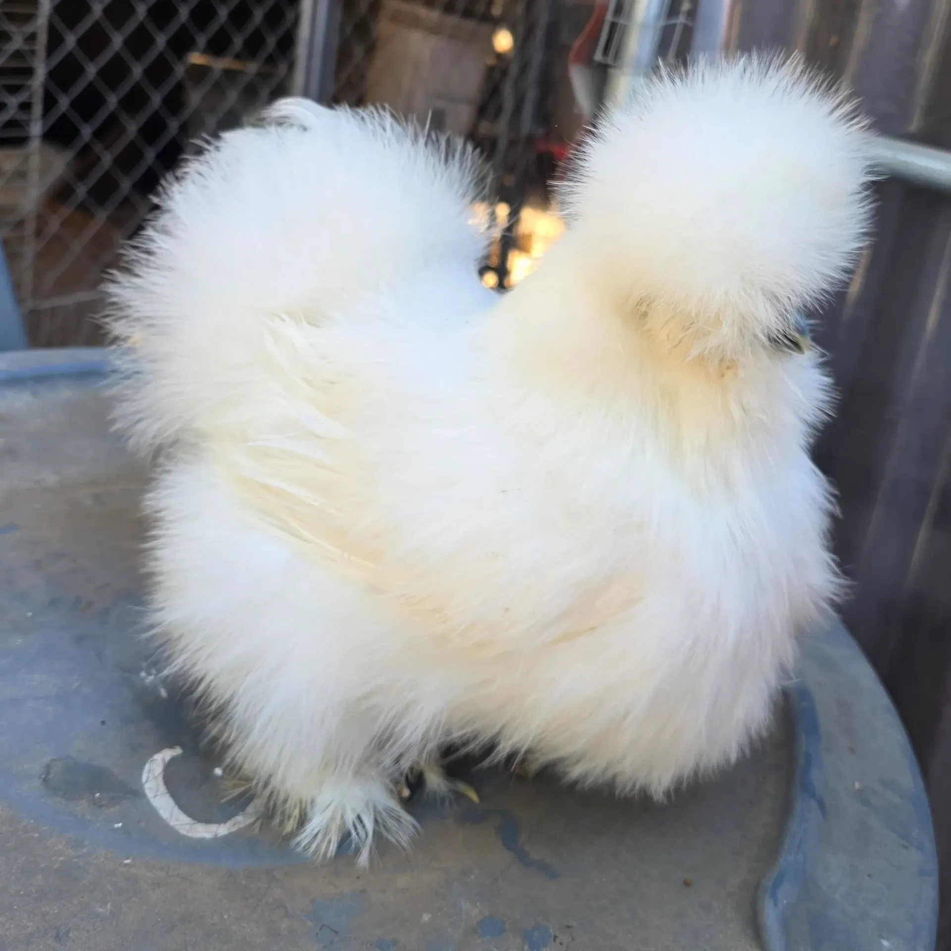White pullet (7mo) JV84-003