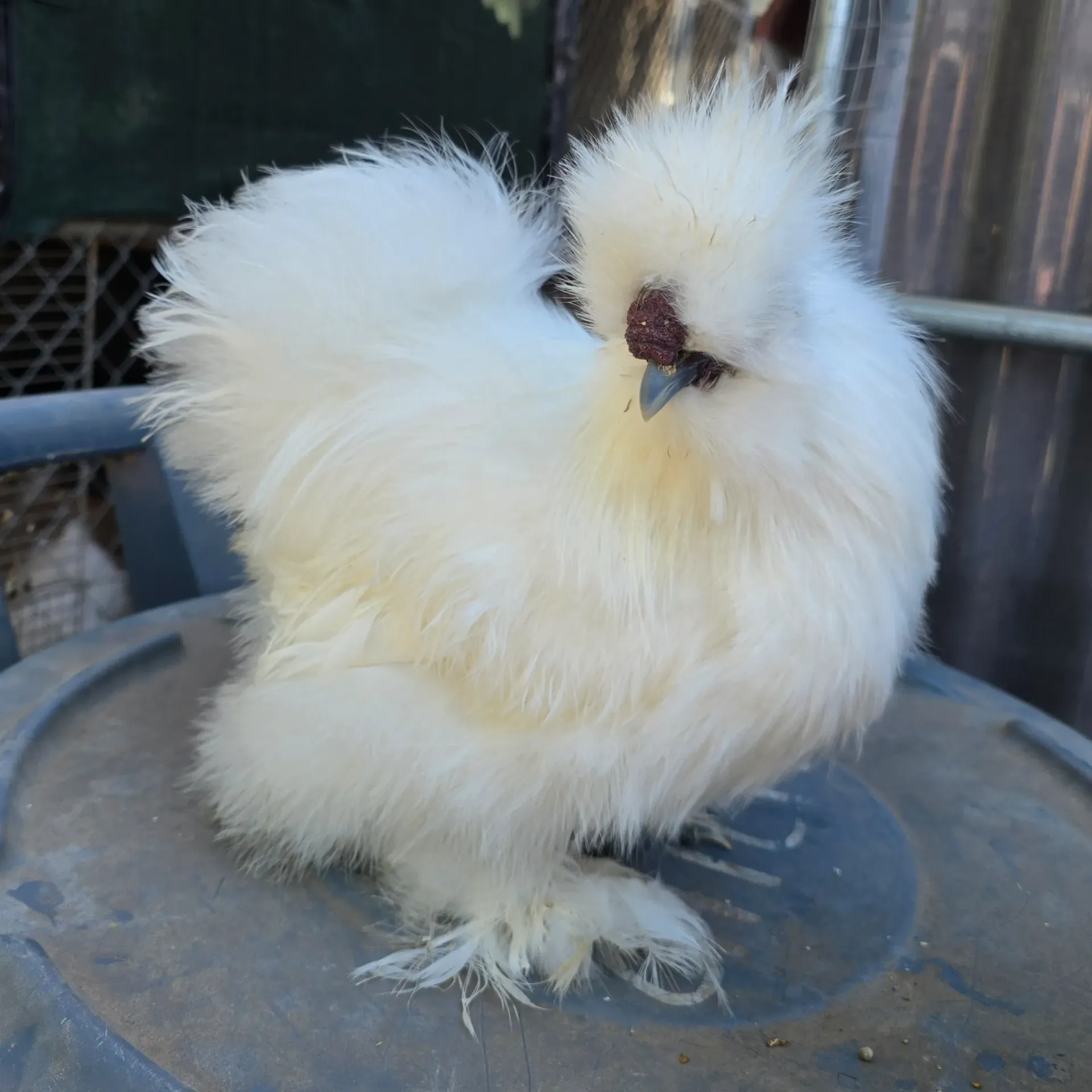 White cockerel (7mo) JV84-001