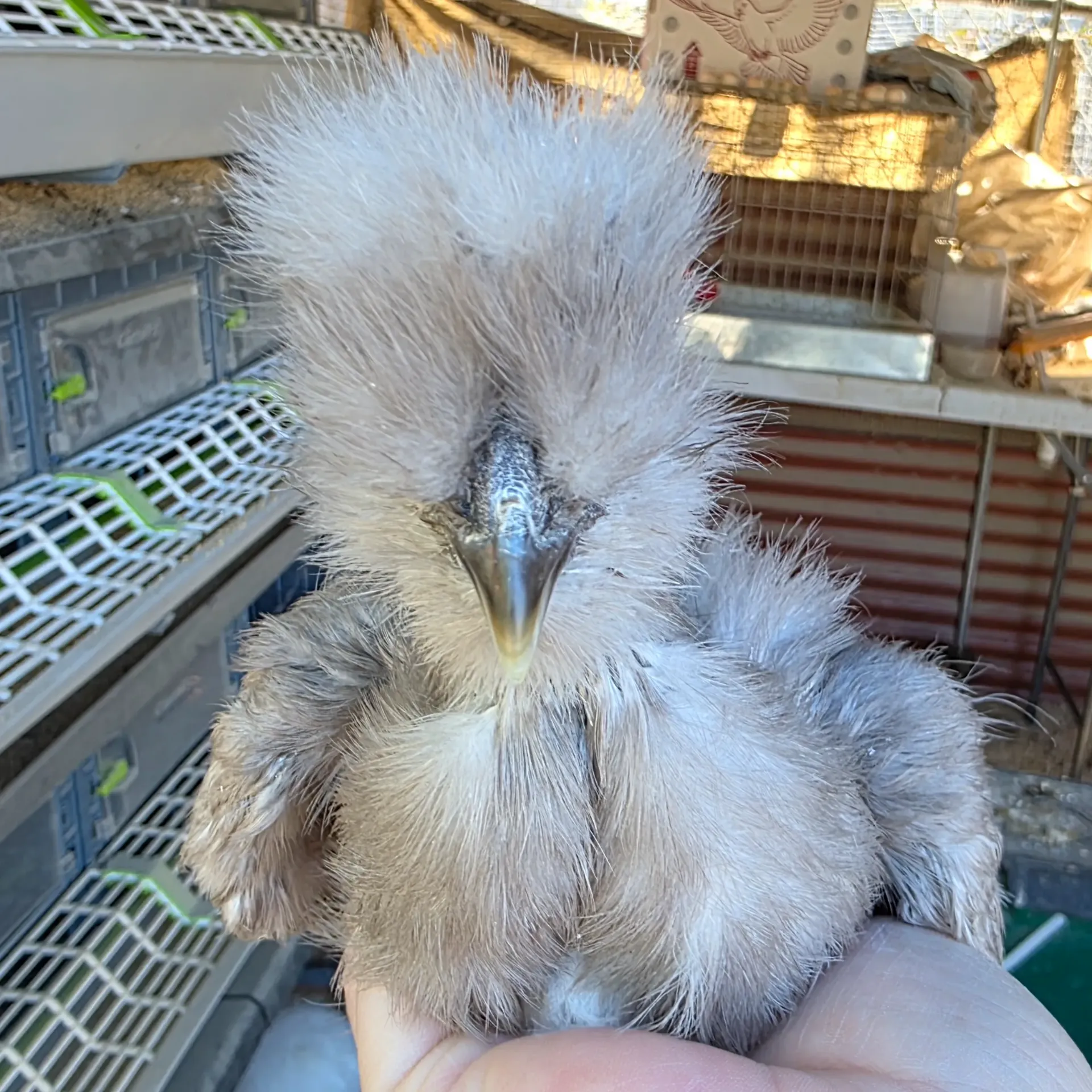 Chocolate Exhibition (9wks)